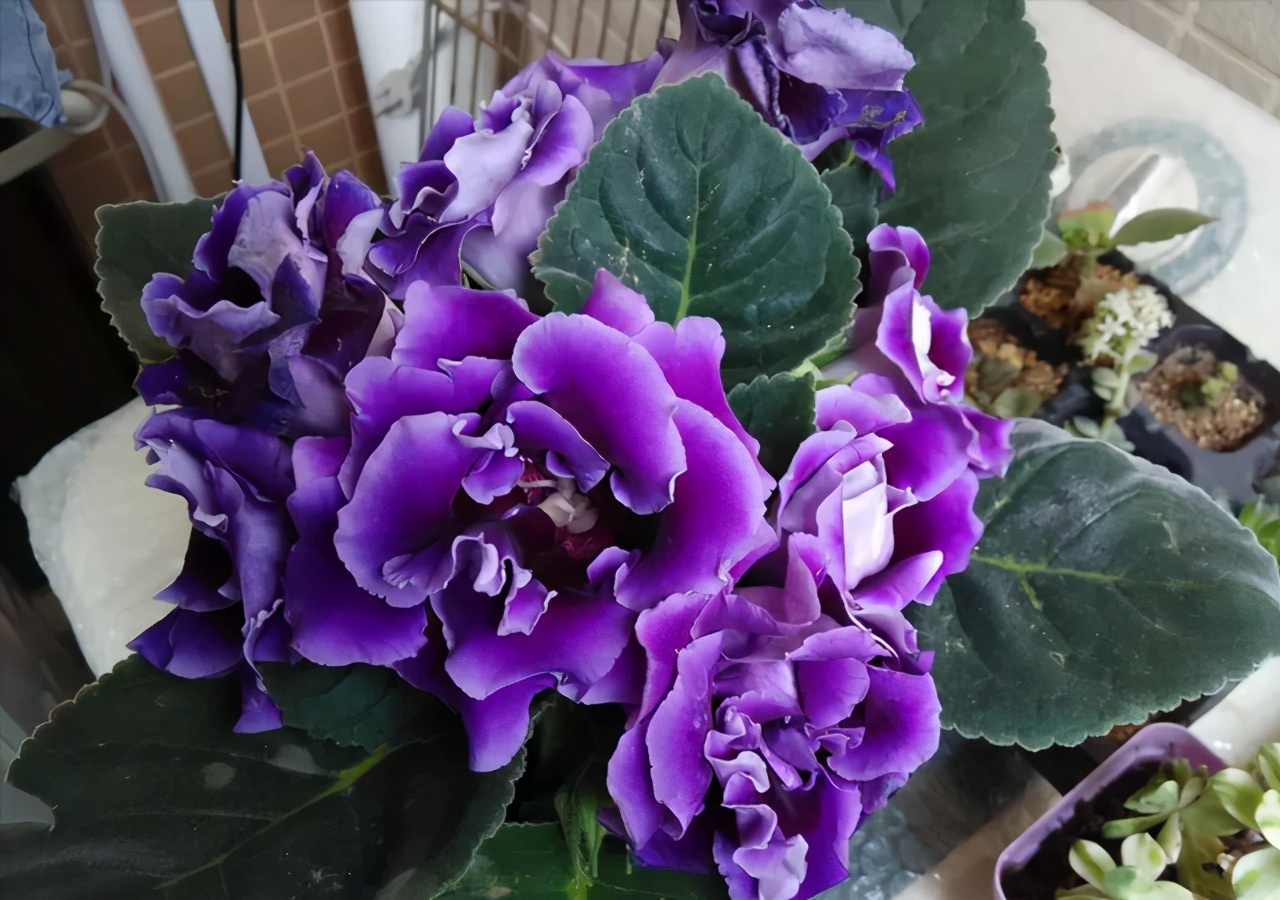 3种"耐阴花",适合北阳台,阴暗环境里,开花不挑剔!