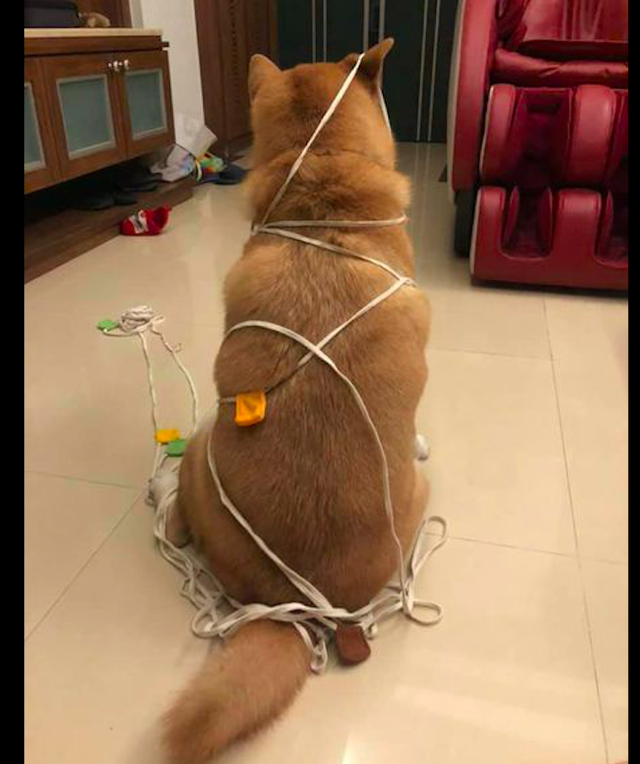 柴犬玩绳子竟把自己绑住了原谅我笑了端午节特制的狗肉粽子