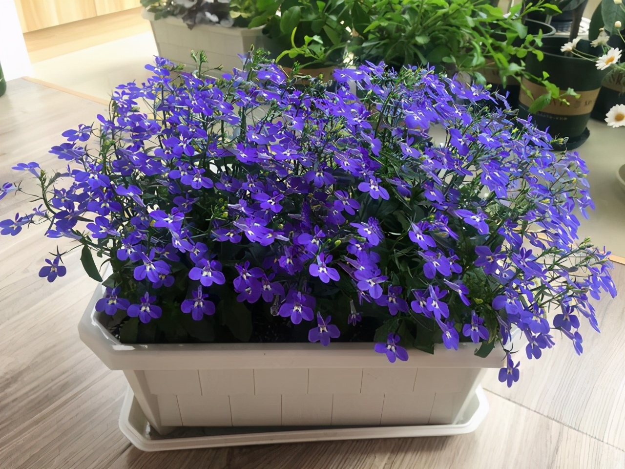 翠蝶花,和阳台很搭的盆栽草花,花色绚丽多彩,好看又好养!