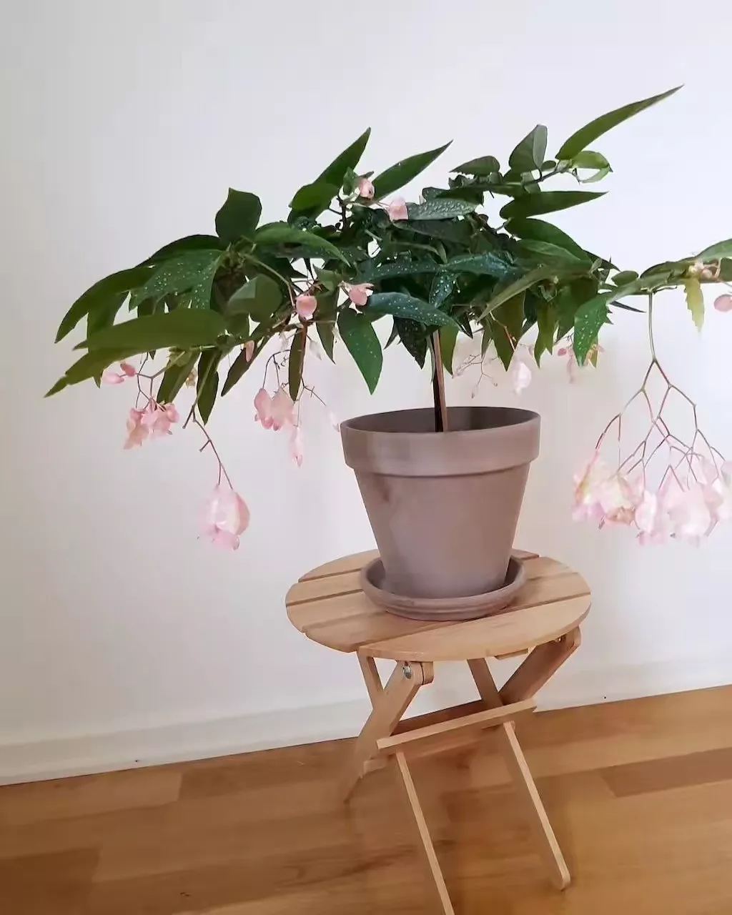 好看小巧的室内观花植物这几种不要错过了