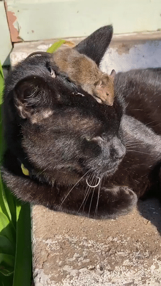 (图片说明:澳大利亚佛系的猫)不抓老鼠也就罢了,竟然还让老鼠骑在自己