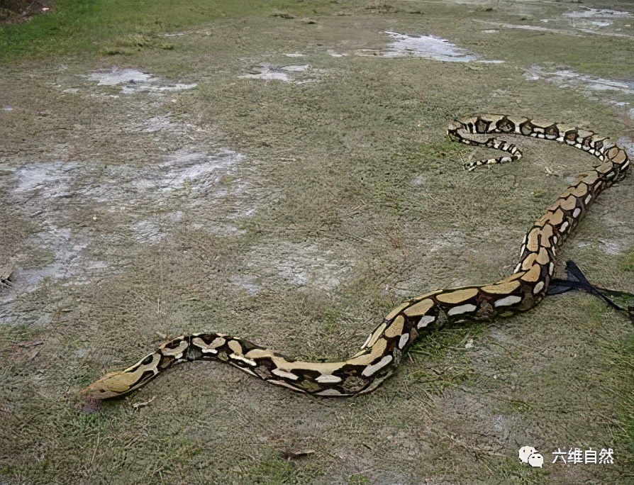 泰国一工厂捉到一条6米长大蟒蛇,蛇肚膨胀得很大,疑吞食了只狗