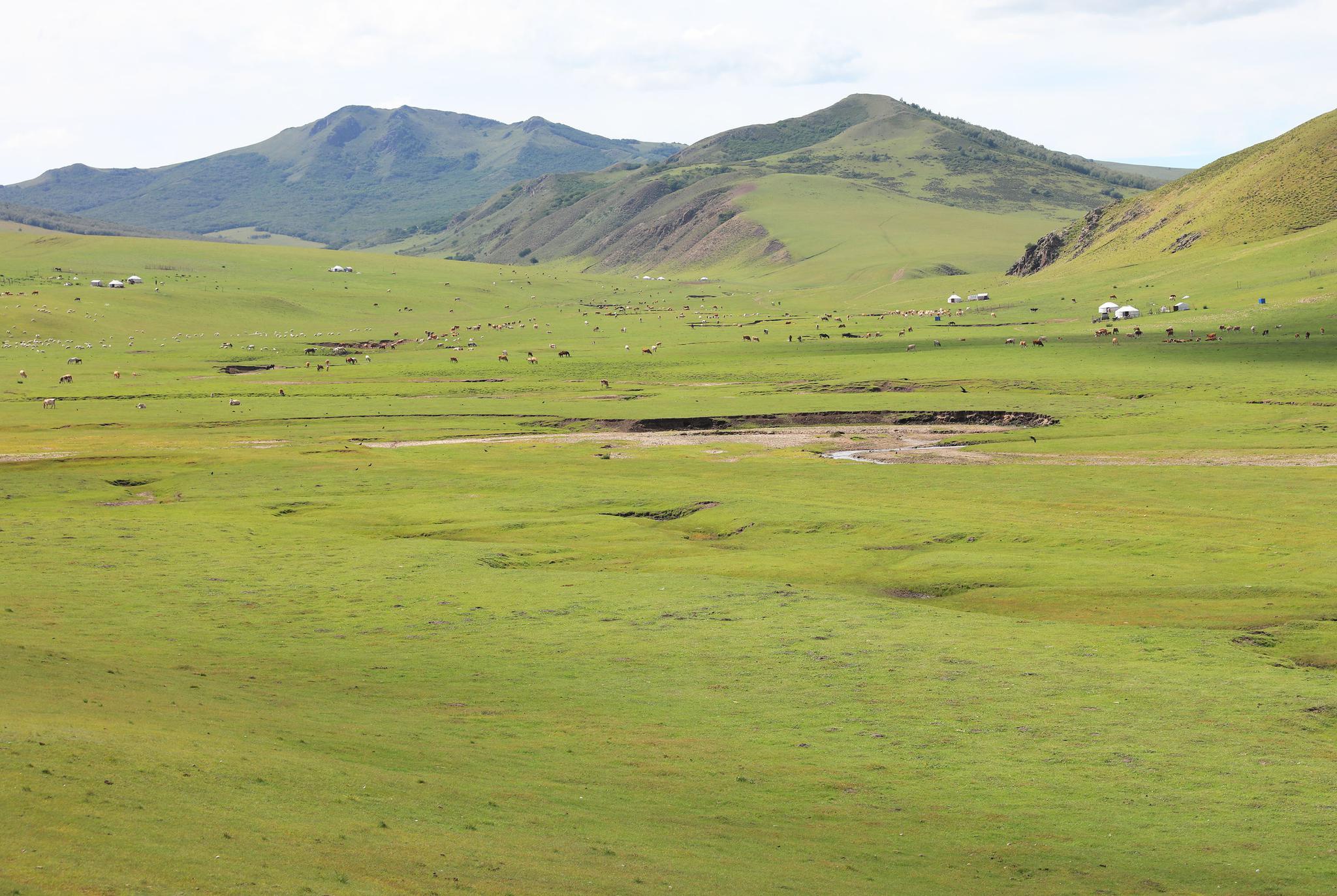 内蒙古草原综合植被盖度达45%