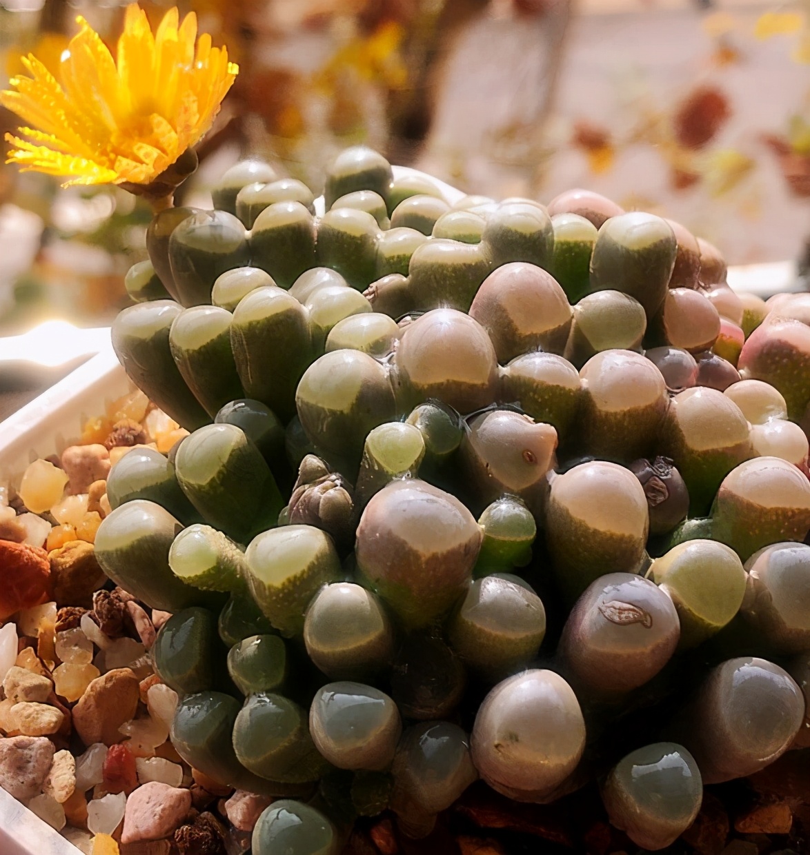 原来五十铃玉爆盆如此简单,做好5点,爆盆远没有想象的难!|五十铃|花盆