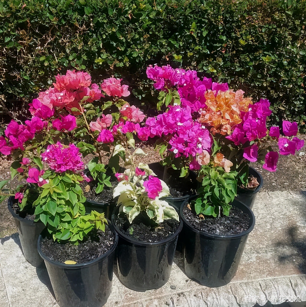 很多怕热的植物要谨慎栽种这几种耐热花卉就很适合种