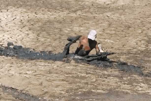随后男子把绳系在小鹿的脚上,上面的朋友用劲拉扯,慢慢一点一点的往上