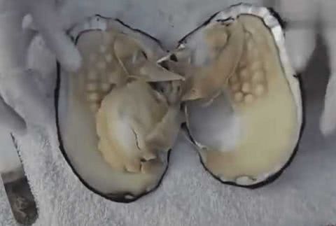 男子海滩上捡到一个丑陋的贝壳，打开瞬间整个人吓坏了休闲区蓝鸢梦想 - Www.slyday.coM