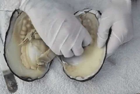 男子海滩上捡到一个丑陋的贝壳，打开瞬间整个人吓坏了休闲区蓝鸢梦想 - Www.slyday.coM