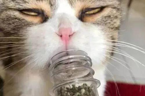 自从给猫咪吃了猫薄荷我家猫就变成了瘾君子