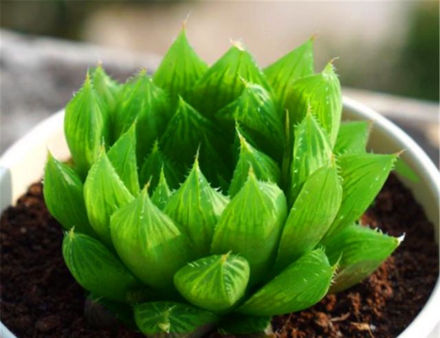 玉露也能养爆盆,学会5个小技巧,晶莹剔透分枝多