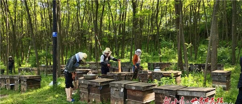初夏槐花香灵台县龙门乡代家沟村走笔