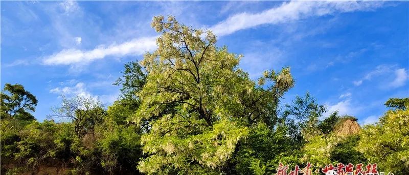 初夏槐花香灵台县龙门乡代家沟村走笔