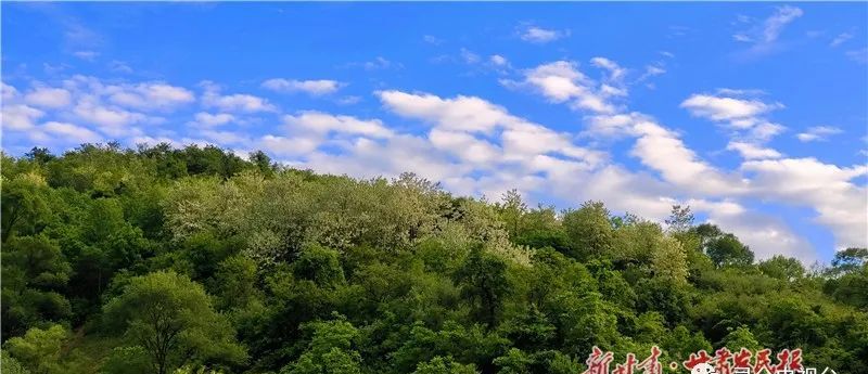 初夏槐花香灵台县龙门乡代家沟村走笔