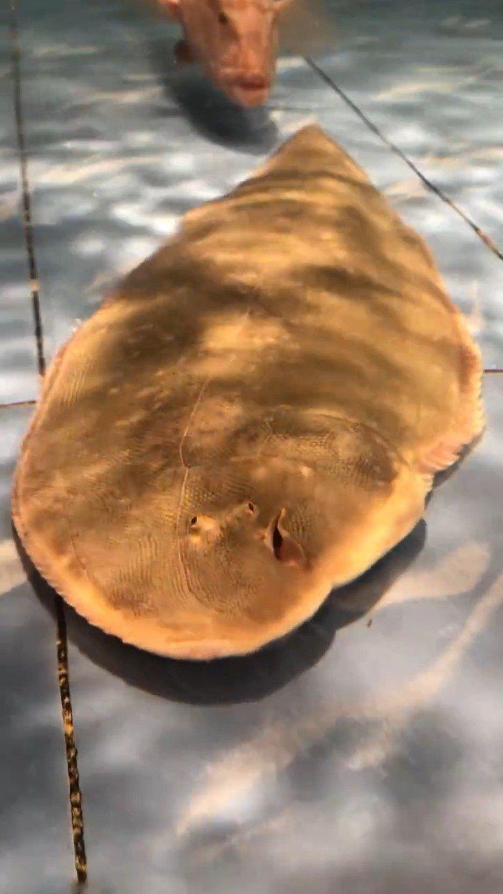 造物主在创造舌鳎鱼的时候……额……可能乱糊弄两下的