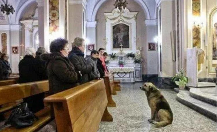 自从主人去世后，狗狗每天都去教堂祷告，神父都被忠犬感动哭了休闲区蓝鸢梦想 - Www.slyday.coM