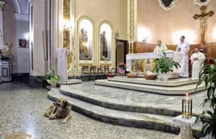 自从主人去世后，狗狗每天都去教堂祷告，神父都被忠犬感动哭了休闲区蓝鸢梦想 - Www.slyday.coM