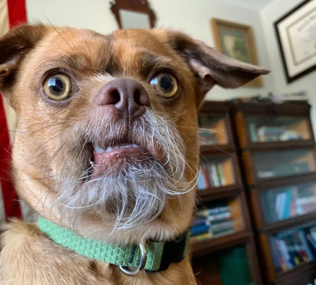 狗狗天生有张人脸喜怒哀乐都在脸上那白胡子也太人模狗样了