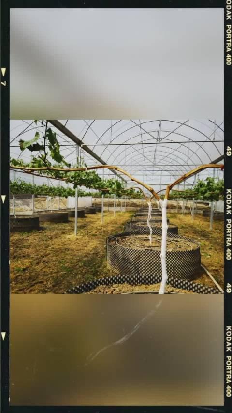 阳光玫瑰葡萄,大棚 限根栽培 h型架,控制亩产3000斤
