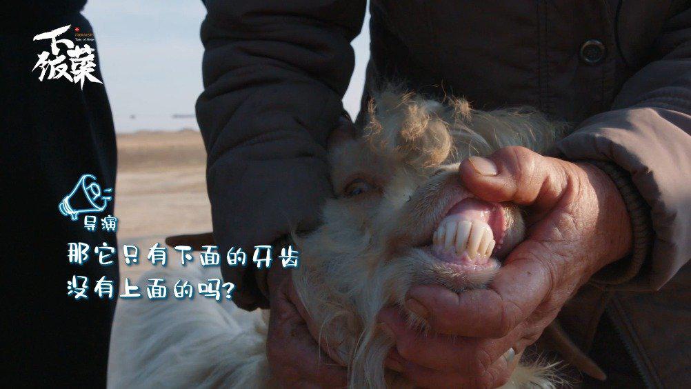 原来羊的牙齿还藏着小秘密