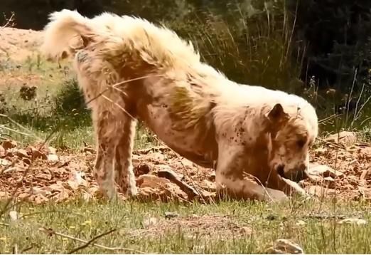 男子野外散步偶遇流浪狗，带回家养了一个月后，男子大呼值了！休闲区蓝鸢梦想 - Www.slyday.coM