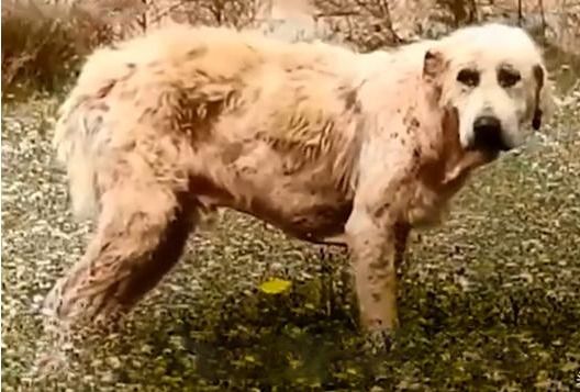 男子野外散步偶遇流浪狗，带回家养了一个月后，男子大呼值了！休闲区蓝鸢梦想 - Www.slyday.coM