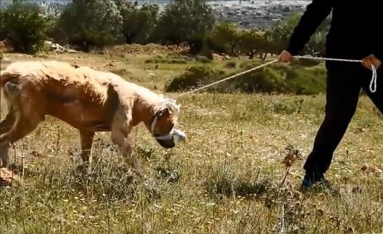 男子野外散步偶遇流浪狗，带回家养了一个月后，男子大呼值了！休闲区蓝鸢梦想 - Www.slyday.coM