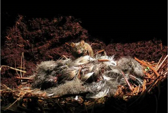 一个被封禁的实验,老鼠乌托邦到底骇人在哪?它预示着人类的未来