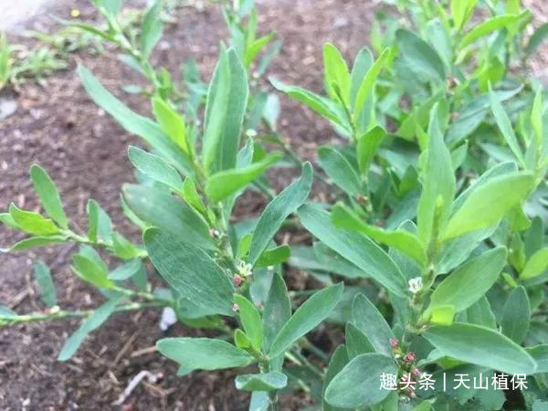 农村这种竹节草,农民当杂草,不曾想如今卖20元一斤,价值极高