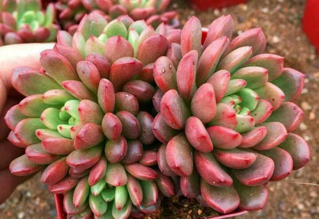 她养的多肉红宝石叶色红得像火特别漂亮