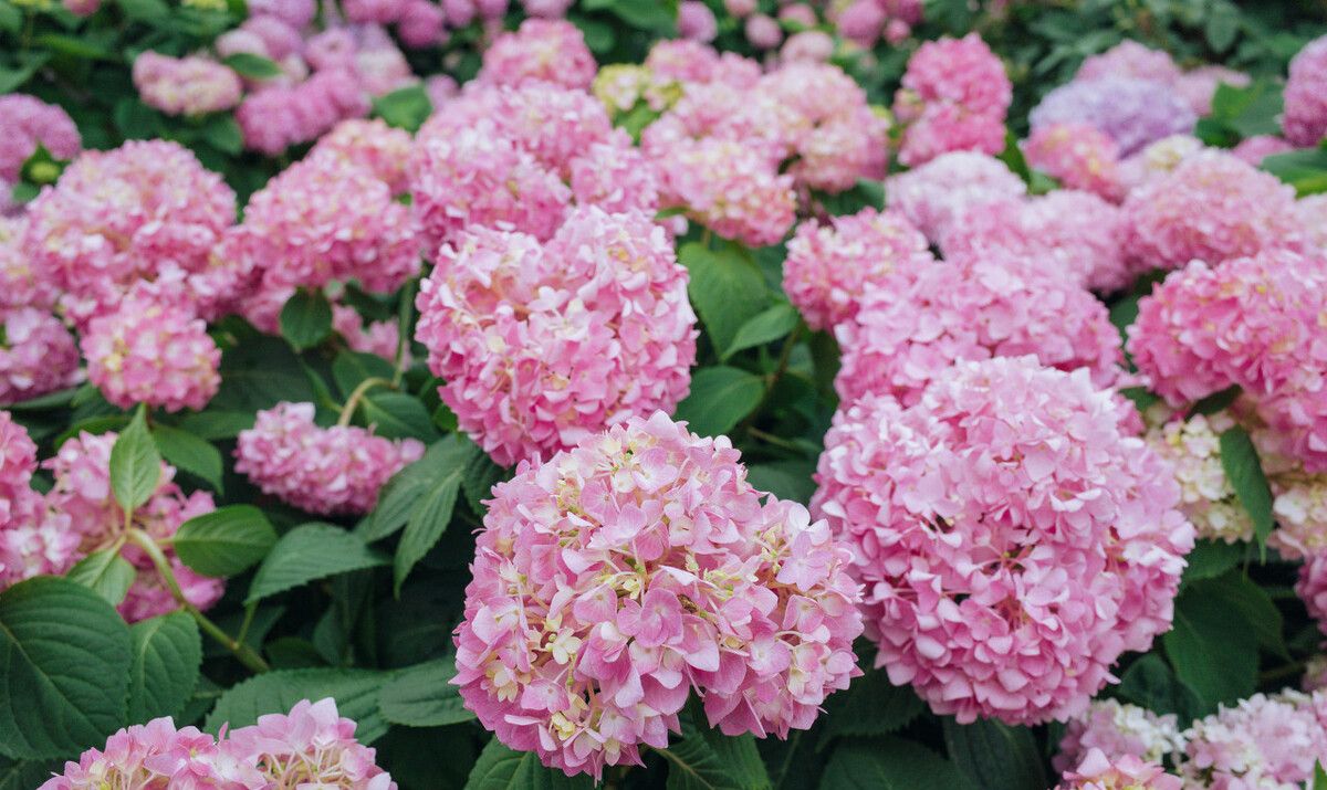 无尽夏绣球中的夏天开花神器