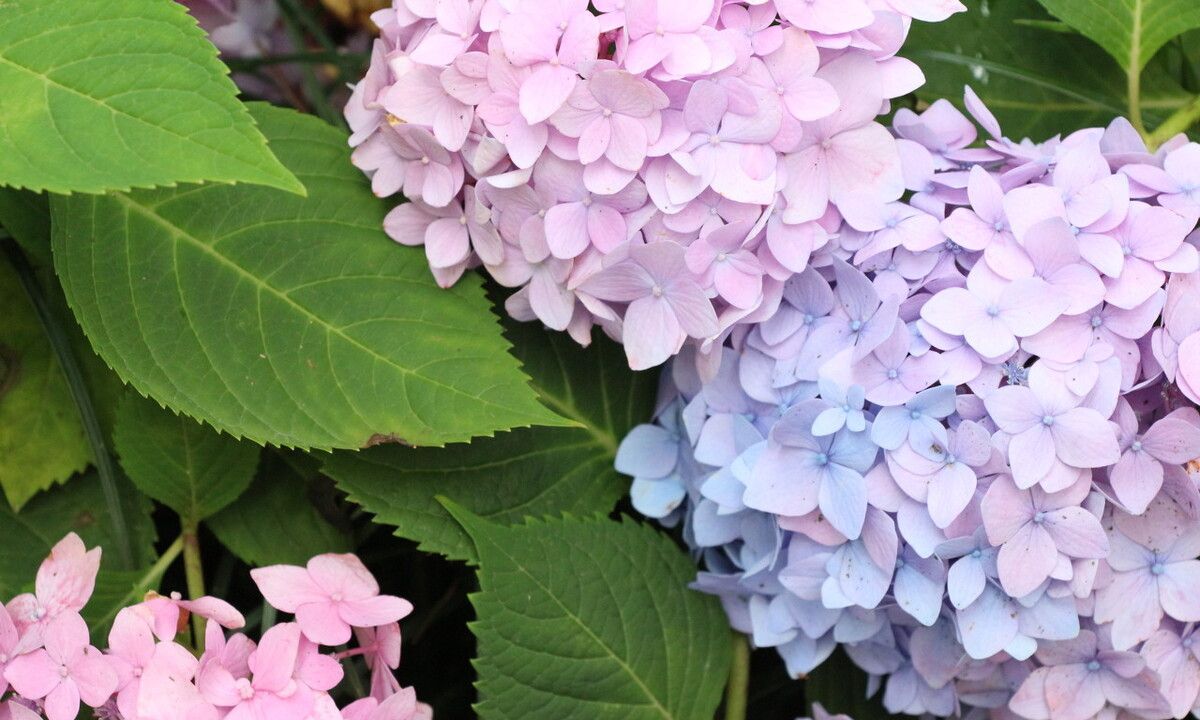 无尽夏绣球中的夏天开花神器