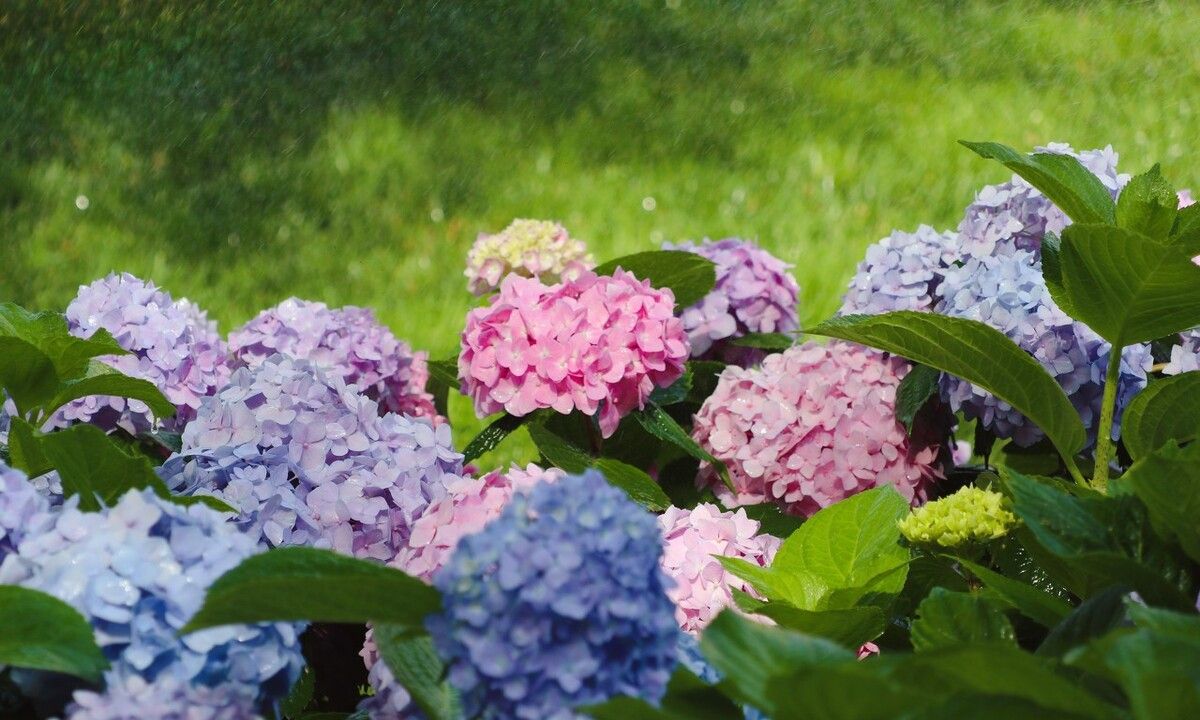 无尽夏绣球中的夏天开花神器