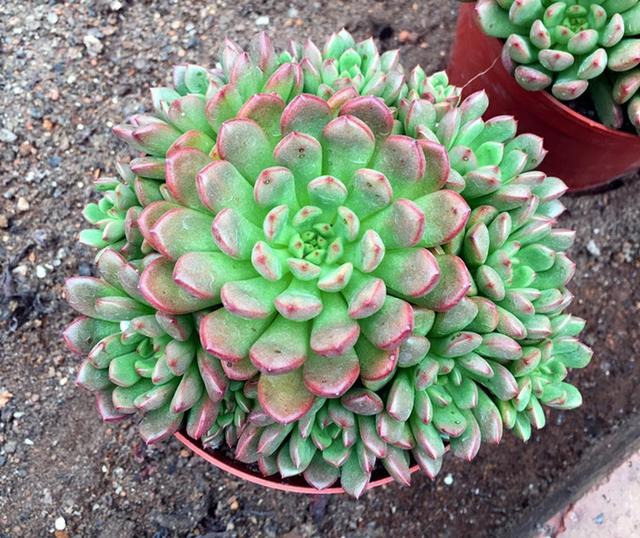 养殖多肉就选红宝石花漂亮又好养容易出状态叶片肥美又鲜艳