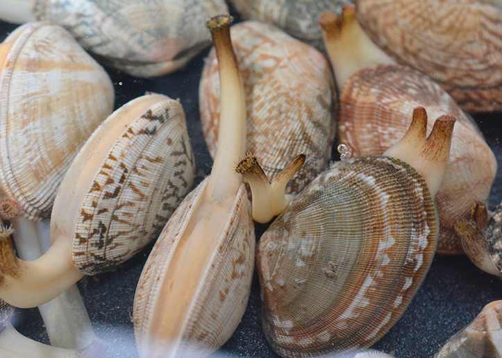 花甲吐沙大厨教的好办法不用浸泡5分钟张口吐沙拦不住