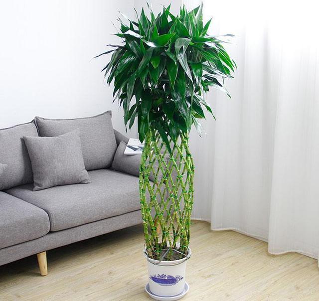 家中摆放富贵竹有讲究4个位置要避开蔫巴又黄叶