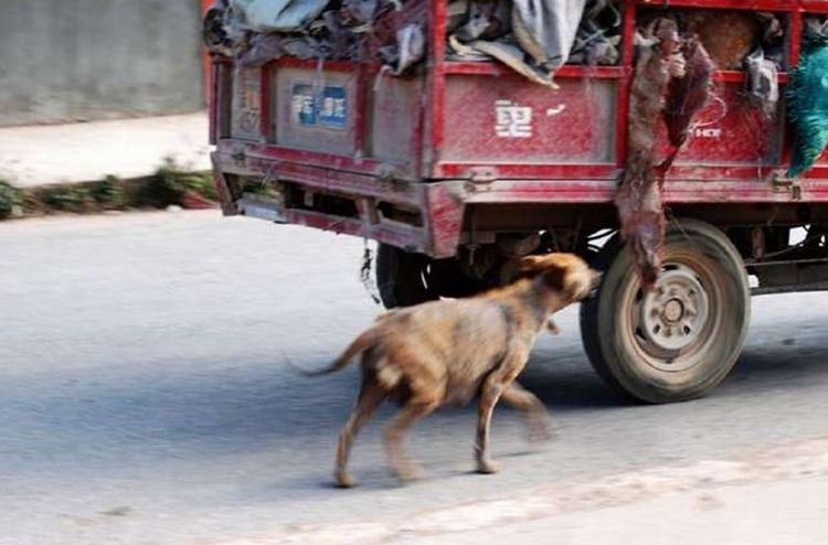 流浪狗幼崽被车碾死，狗妈妈悲伤仰天长啸，画面太让人心酸了休闲区蓝鸢梦想 - Www.slyday.coM