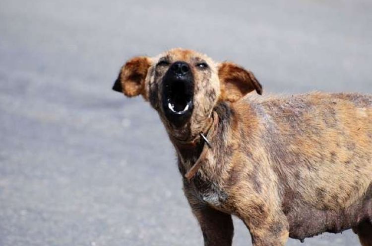 流浪狗幼崽被车碾死，狗妈妈悲伤仰天长啸，画面太让人心酸了休闲区蓝鸢梦想 - Www.slyday.coM