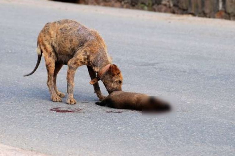 流浪狗幼崽被车碾死，狗妈妈悲伤仰天长啸，画面太让人心酸了休闲区蓝鸢梦想 - Www.slyday.coM