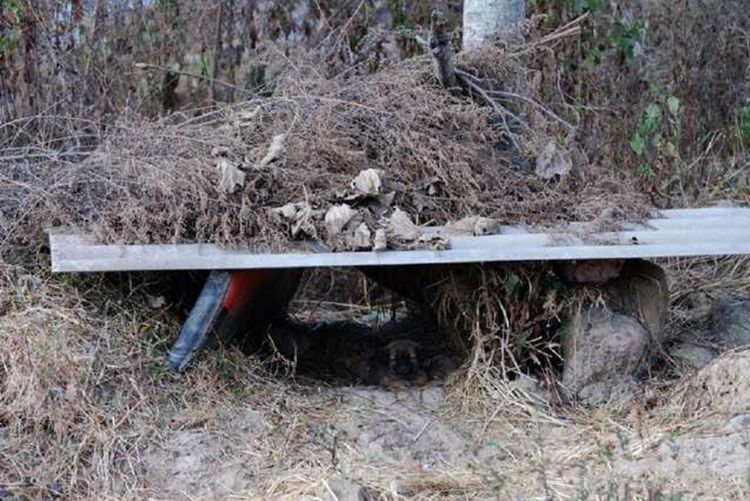 流浪狗幼崽被车碾死，狗妈妈悲伤仰天长啸，画面太让人心酸了休闲区蓝鸢梦想 - Www.slyday.coM