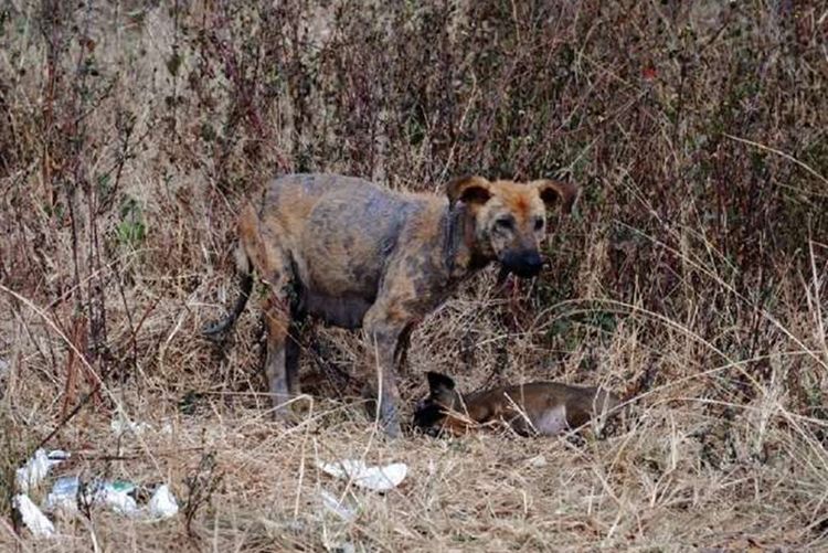 流浪狗幼崽被车碾死，狗妈妈悲伤仰天长啸，画面太让人心酸了休闲区蓝鸢梦想 - Www.slyday.coM