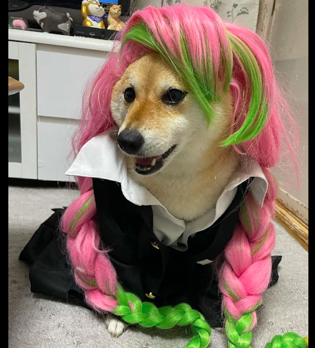 网友给狗戴上头套穿上衣服,玩起了角色扮演,狗:我想打死主人!