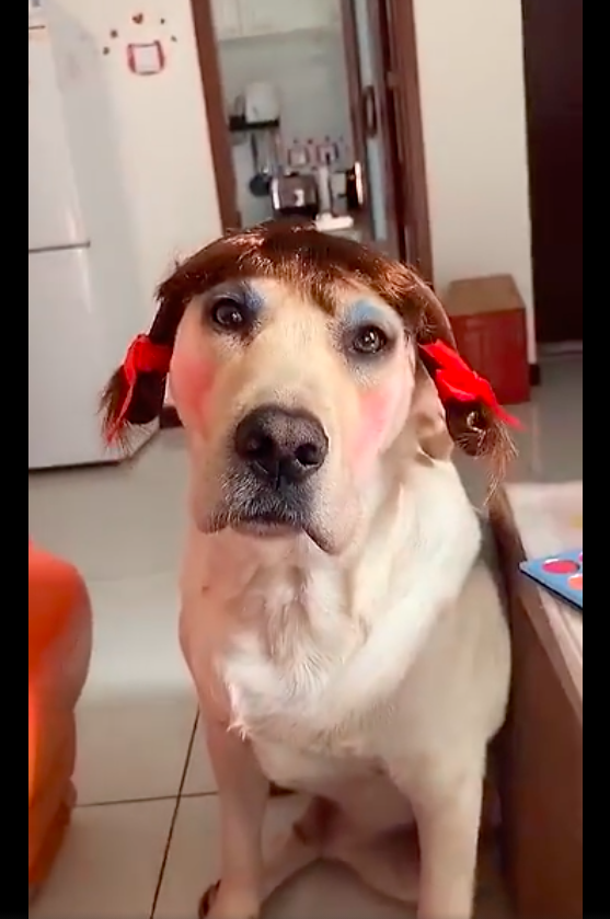 主人新买的化妆品,先给狗狗用上了,这夸张的妆容怎么有点娇艳呢