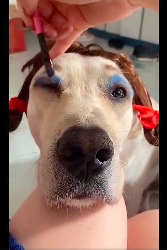 主人新买的化妆品,先给狗狗用上了,这夸张的妆容怎么有点娇艳呢