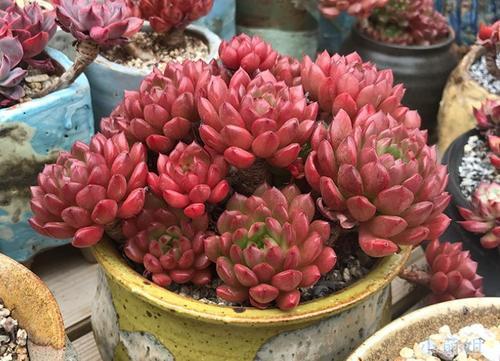 养殖多肉就选红宝石花漂亮又好养容易出状态叶片肥美又鲜艳