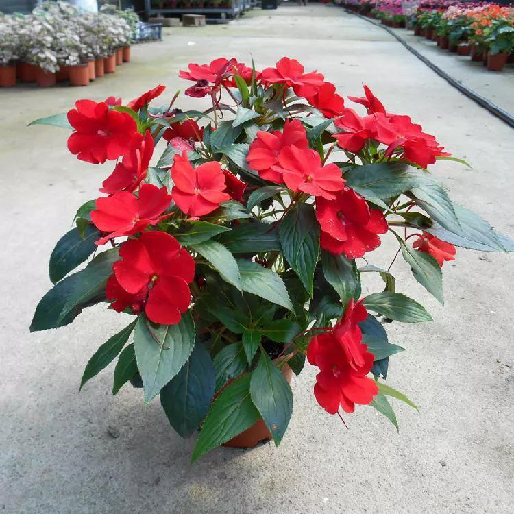 农村路边的凤仙花要及时采回家好处非常多