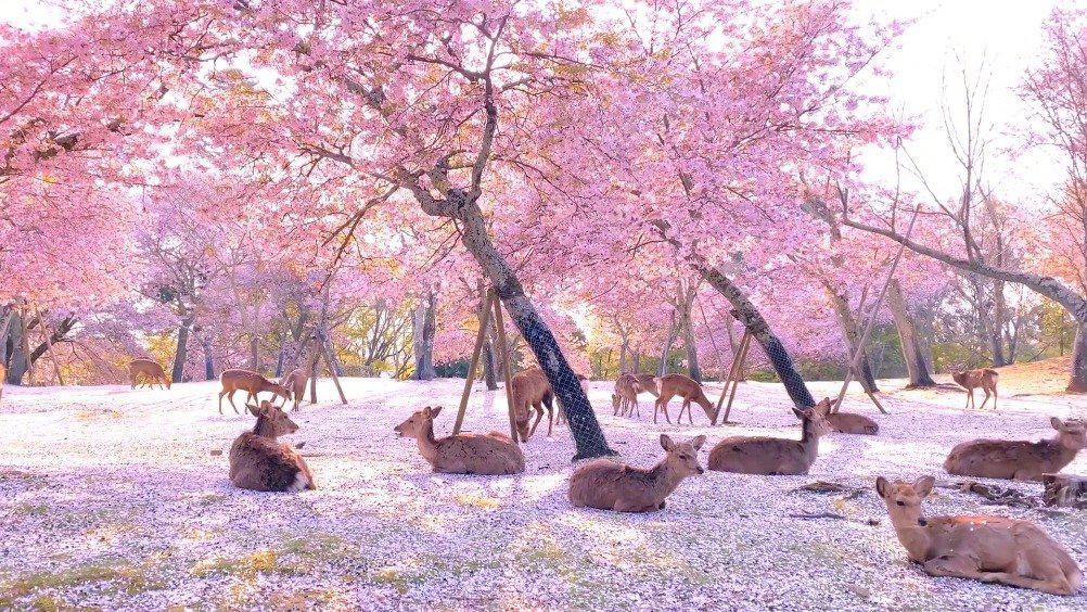 樱花季的奈良公园,感受一下这片梦幻的粉色海洋