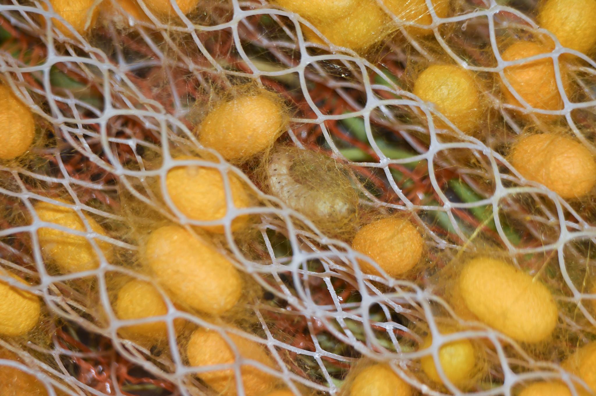 春蚕吐金丝 蚕桑之乡迎丰收