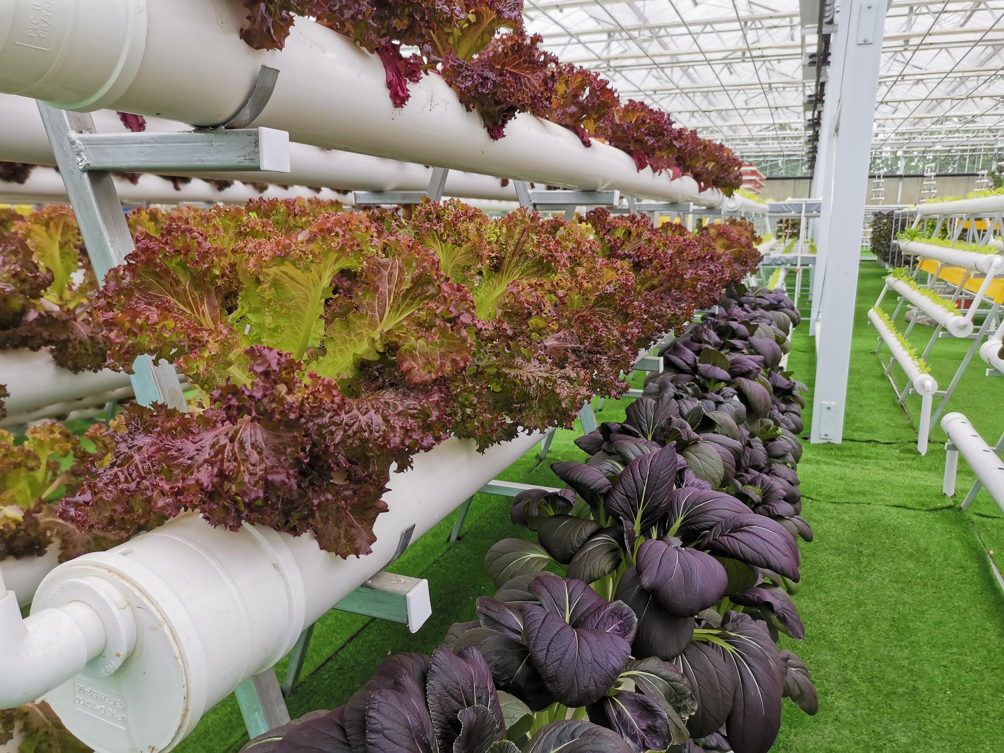 "无土栽培"种植模式,蔬菜生长在栽培架上.