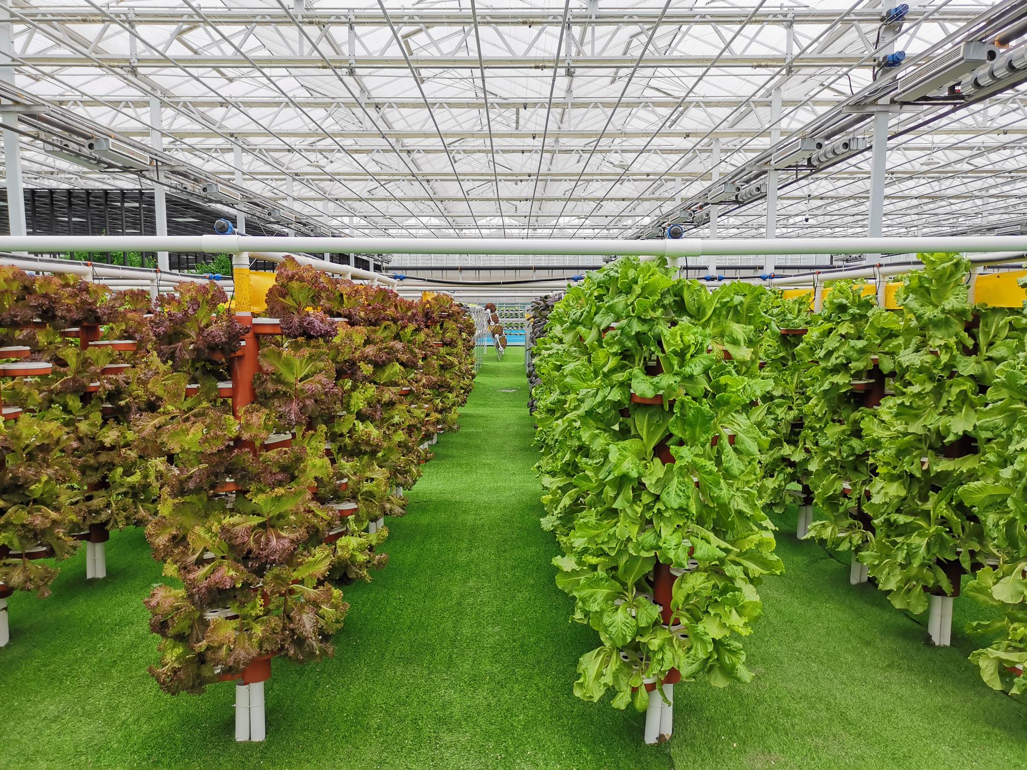 安徽省凤台县现代农业科技示范产业园展示的"无土栽培"种植模式.