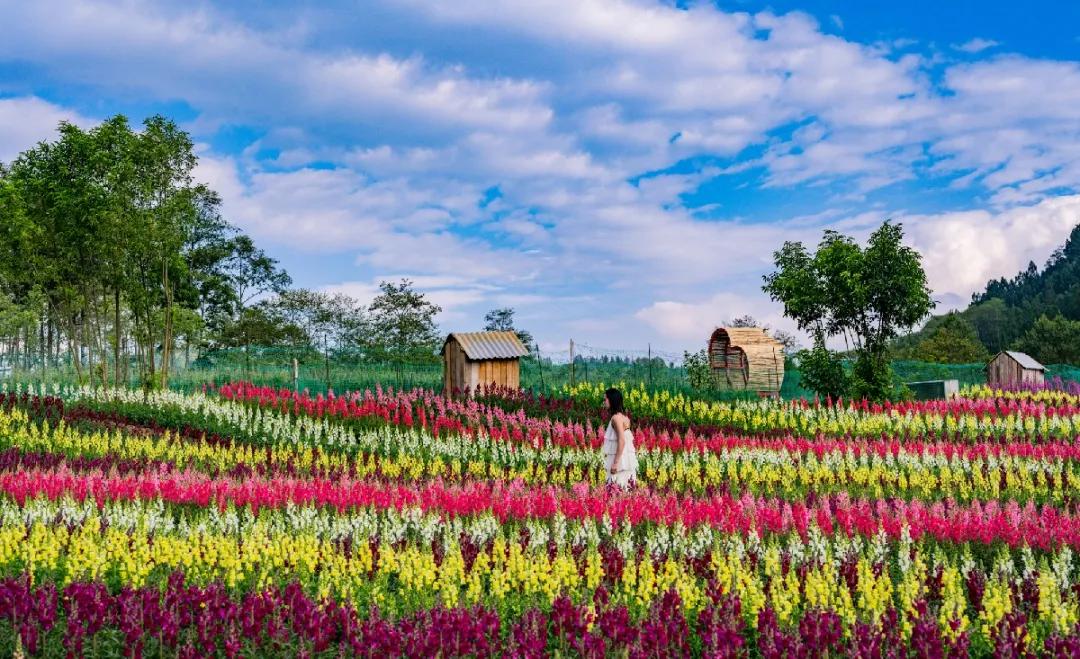 腾冲周边游丨飞跃丛林草地野餐到归云庄解锁夏日的花花世界